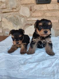 Yorkshire Toy maschio e femmina