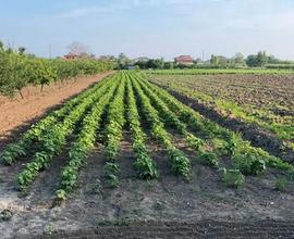 Terreno agricolo