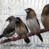 Passeri del Giappone