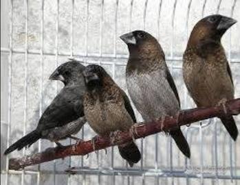 Passeri del Giappone