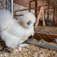 Fantastiche moroseta