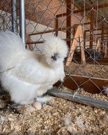 Fantastiche moroseta