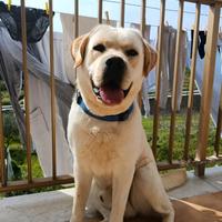 Labrador con pedigree ENCI