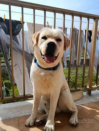 Labrador con pedigree ENCI