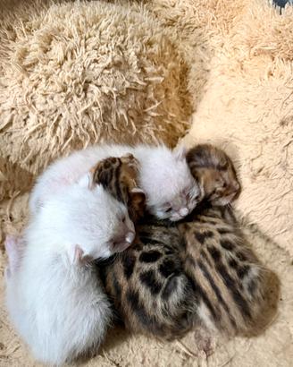 Gatto bengala cuccioli