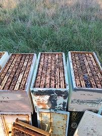 nuclei di api,arnie,famiglie,sciami