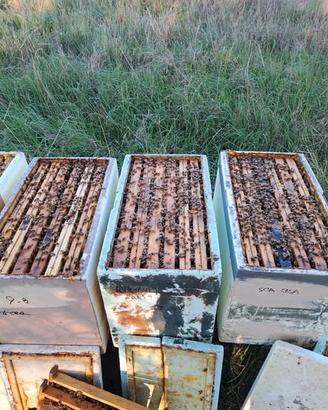 nuclei di api,arnie,famiglie,sciami