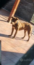 Cucciolone di Pitbull