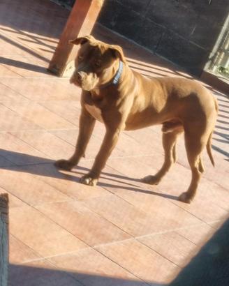 Cucciolone di Pitbull