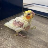 Calopsite allevato a mano