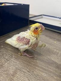 Calopsite allevato a mano