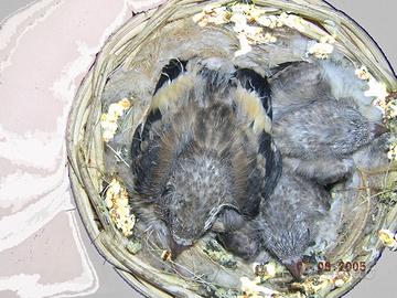 Cardellino Maschio Anno 2025 Foi