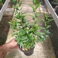 piante di mirto
