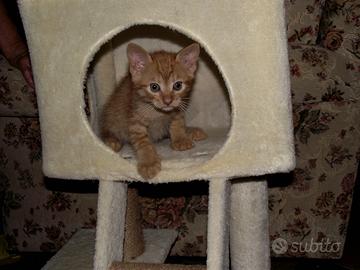 Gattini