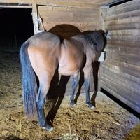 Cavallo Maremmano per catria