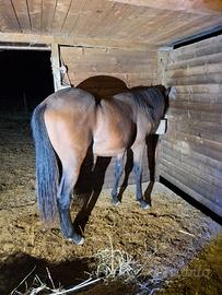 Cavallo Maremmano per catria