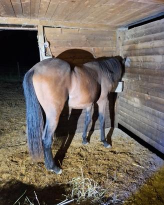 Cavallo Maremmano per catria