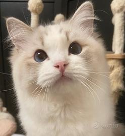 Gattina ragdoll