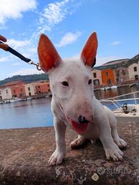 bull terrier maschio 