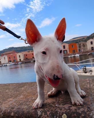 bull terrier maschio 