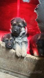 Cuccioli pastore tedesco femmina