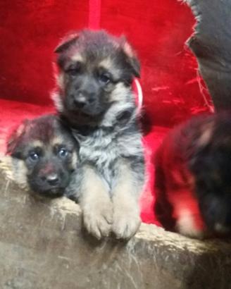 Cuccioli pastore tedesco femmina
