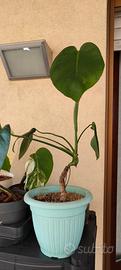 Talea da fusto Monstera deliciosa