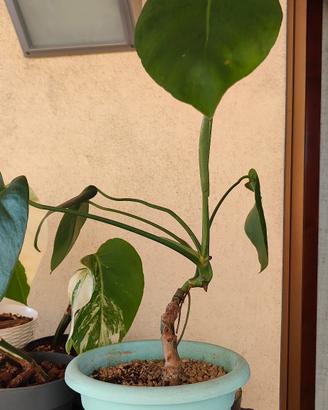 Talea da fusto Monstera deliciosa