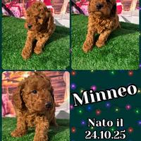 Barboncino nano grande fulvo _ MINNEO