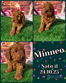 Barboncino nano grande fulvo _ MINNEO