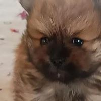 Spitz