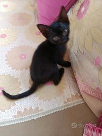 Gattini