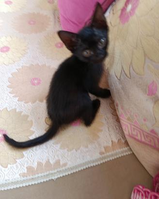Gattini