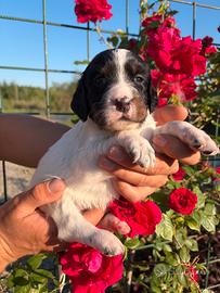 Cuccioli Setter Inglese