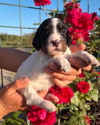 Cuccioli Setter Inglese