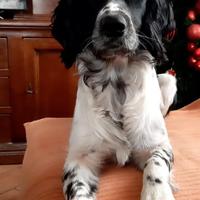 Springer spaniel inglese maschio per monta