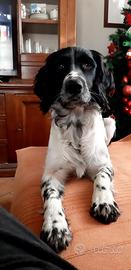Springer spaniel inglese maschio per monta