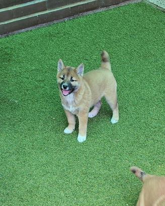 Shiba fulvo e sesamo