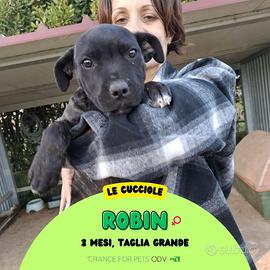 Robin e Nami - cucciole di 3 mesi taglia grande