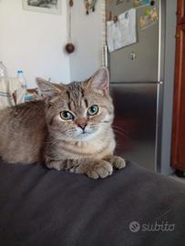 Cuccioli scottish straight