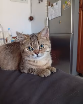 Cuccioli scottish straight