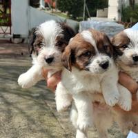 Cuccioli jack russell ruvidi
