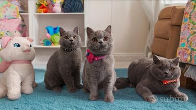 Scottish Straight Enfi