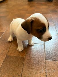 Cucciolo Jack Russel