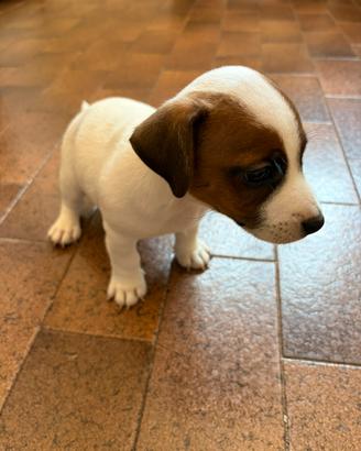 Cucciolo Jack Russel