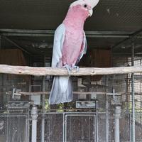Cacatua Roseicapilla