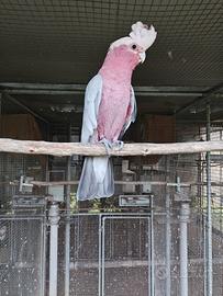 Cacatua Roseicapilla