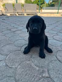 Cuccioli di labrador