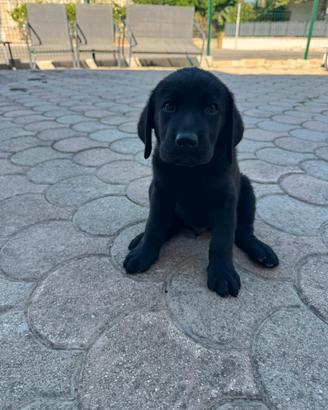 Cuccioli di labrador