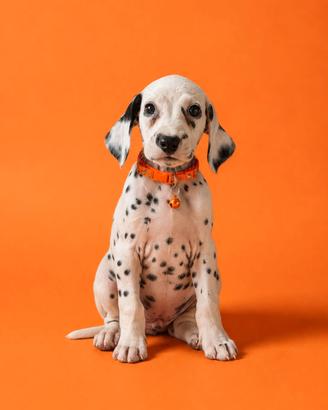 Cucciolo di Dalmata 